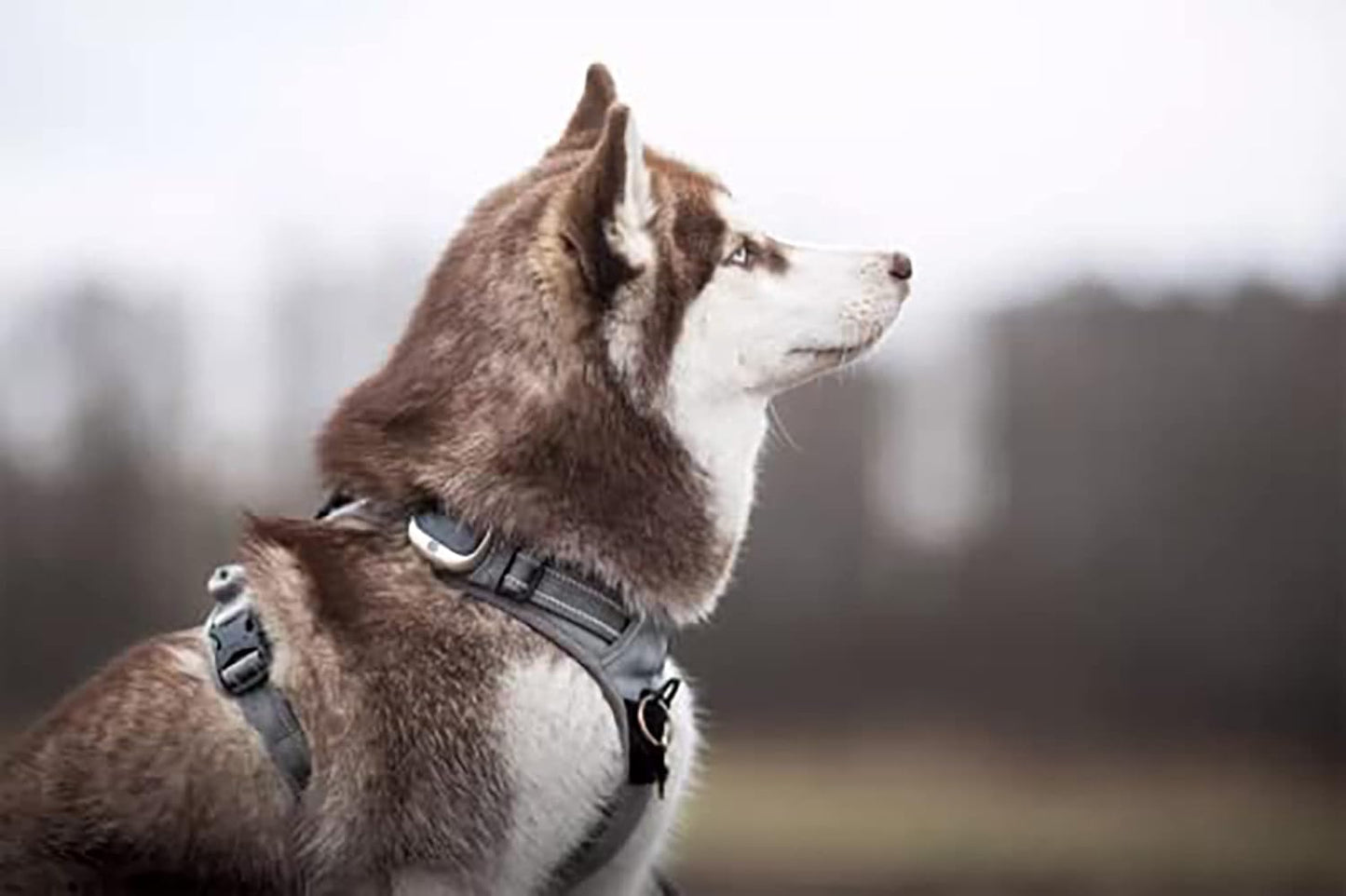 Truelove TLH5651 Adjustable No-Pull Reflective Dog Harness - Comfortable Control in Gray (Large)