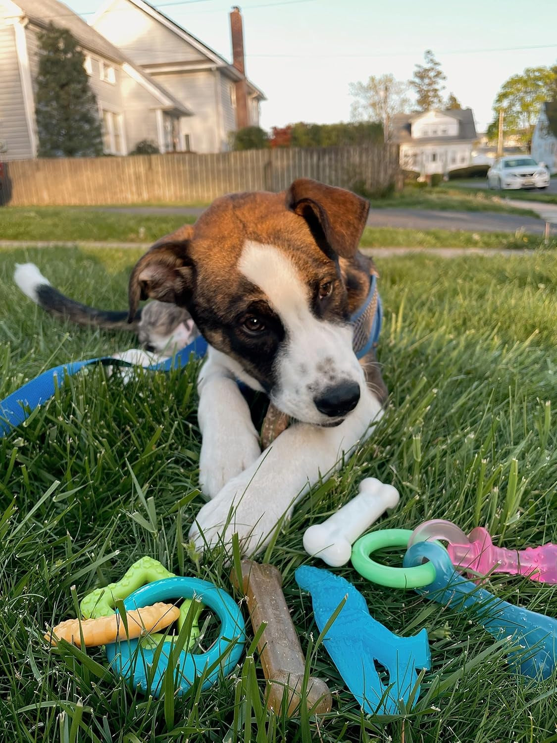 Puppy Starter Kit: 5 Assorted Chew Toys and 1 Natural Treat for Small Dogs (Up to 25 lbs) - Bacon & Chicken Flavor, 6 Pack
