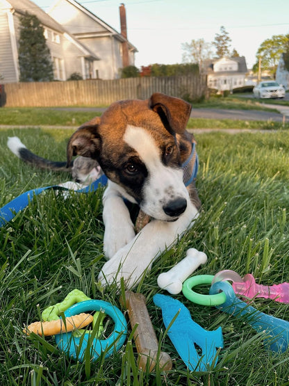 Puppy Starter Kit: 5 Assorted Chew Toys and 1 Natural Treat for Small Dogs (Up to 25 lbs) - Bacon & Chicken Flavor, 6 Pack