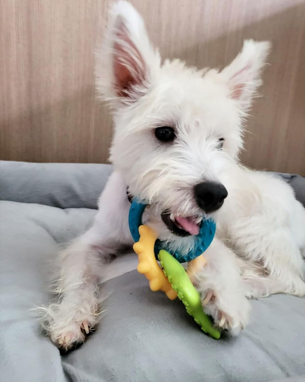 Puppy Starter Kit: 5 Assorted Chew Toys and 1 Natural Treat for Small Dogs (Up to 25 lbs) - Bacon & Chicken Flavor, 6 Pack